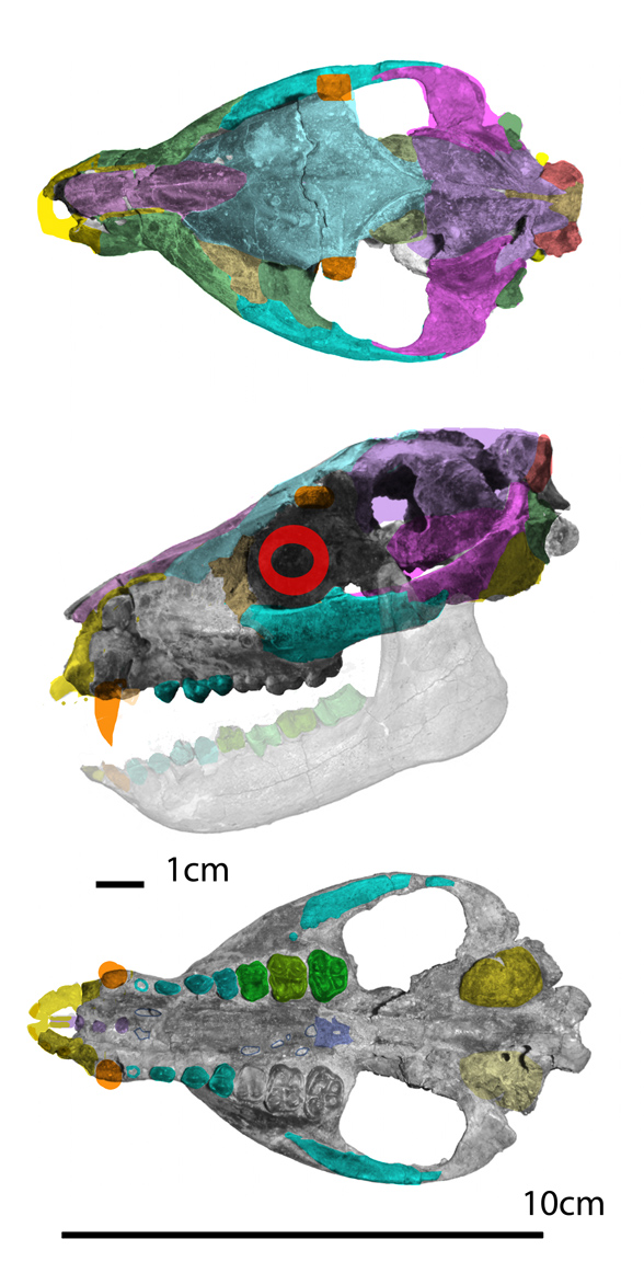Siamotherium