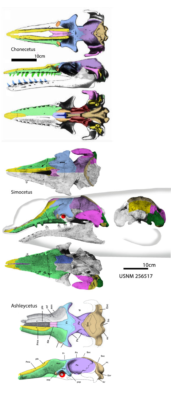 Simocetus and Chonecetus skulls to scale