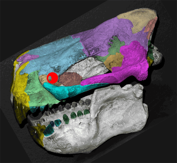 Stylinodon skull