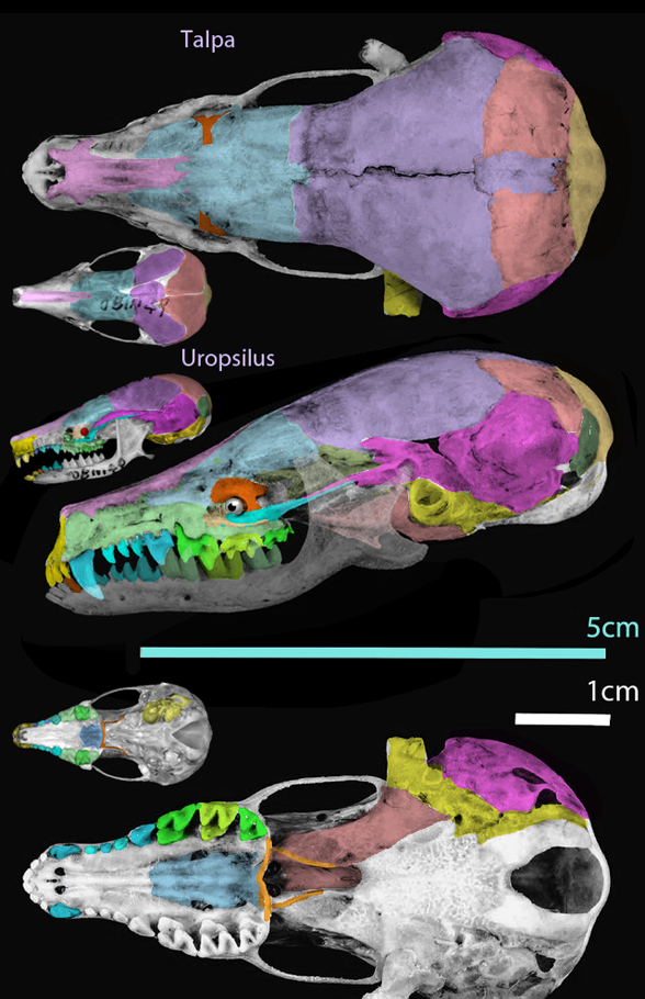Talpa skull
