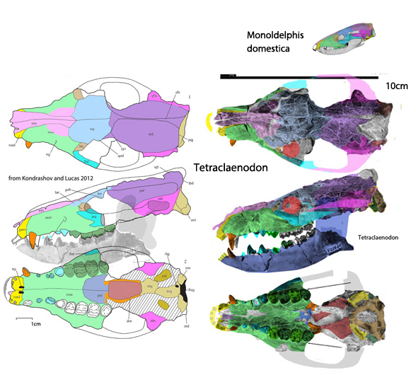 Tetraclaenodon skull