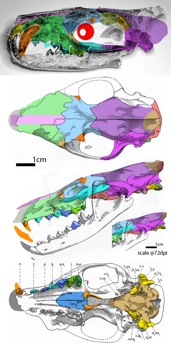Thinocyon medius