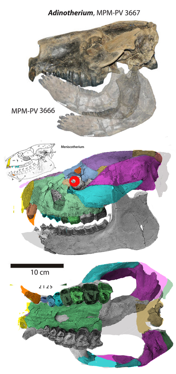 Thomashuxleya externa