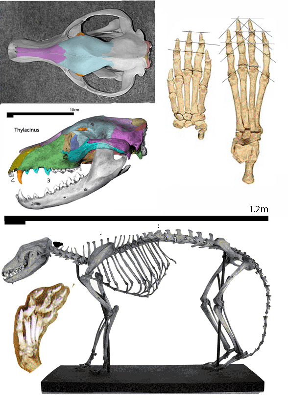 Thylacinus