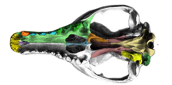 Thylacinus palate