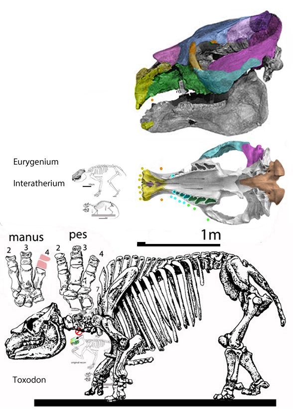 Toxodon