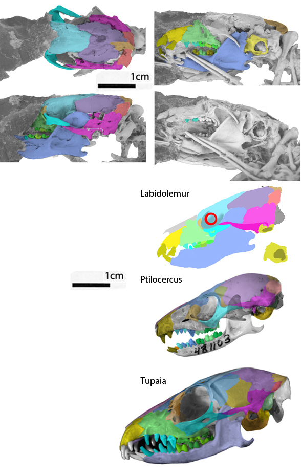Labidolemur skull