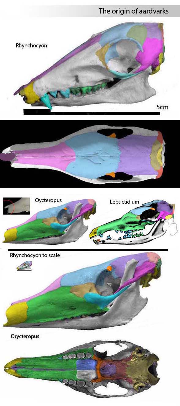 Orycteropus aardvark skull