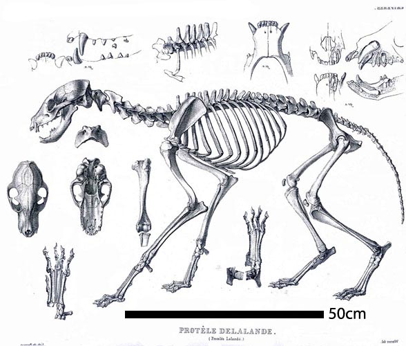 Aardwolf - Proteles skeleton