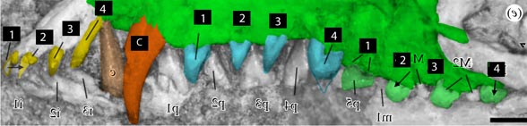 Acristatherium teeth