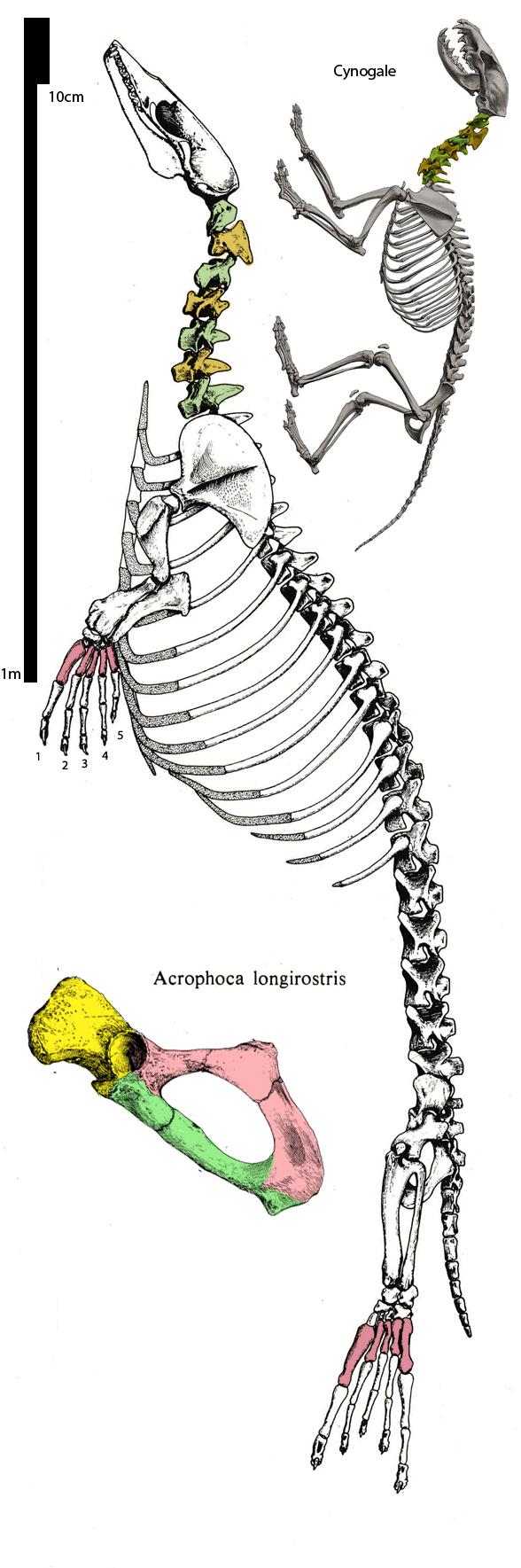 Acrophoca skeleton