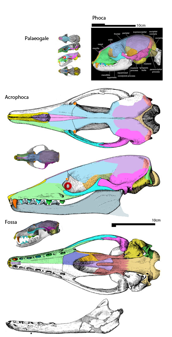 Acrophoca skull