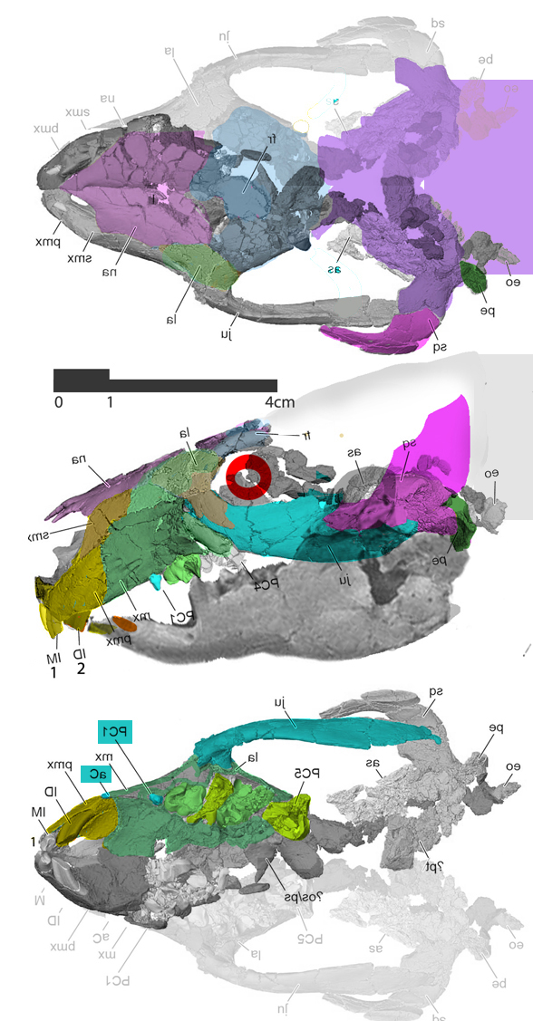 Adalatherium skull
