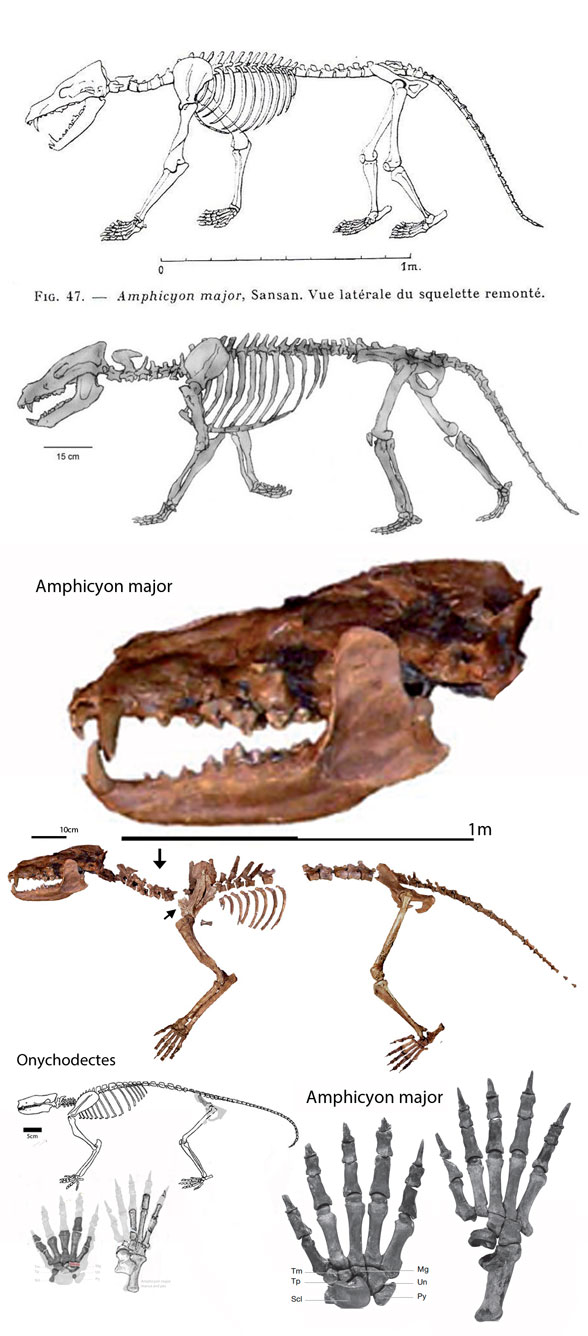 Amphicyon skeleton