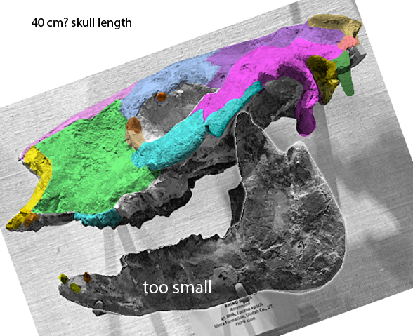 Amynodon skull
