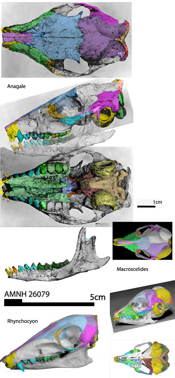 Anagale Macroscelides skulls