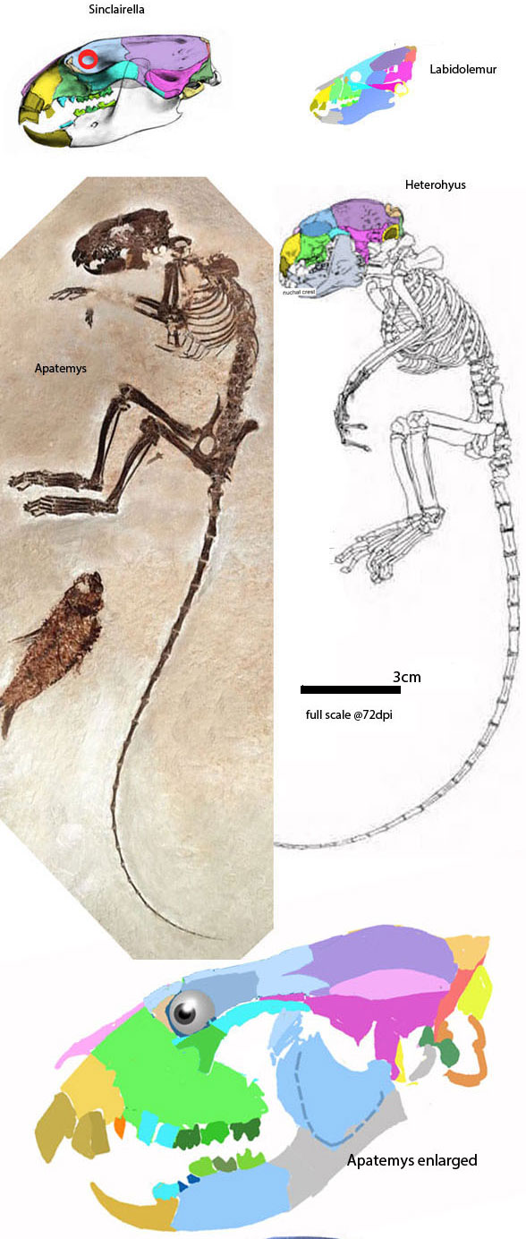 Apatemyidae to scale