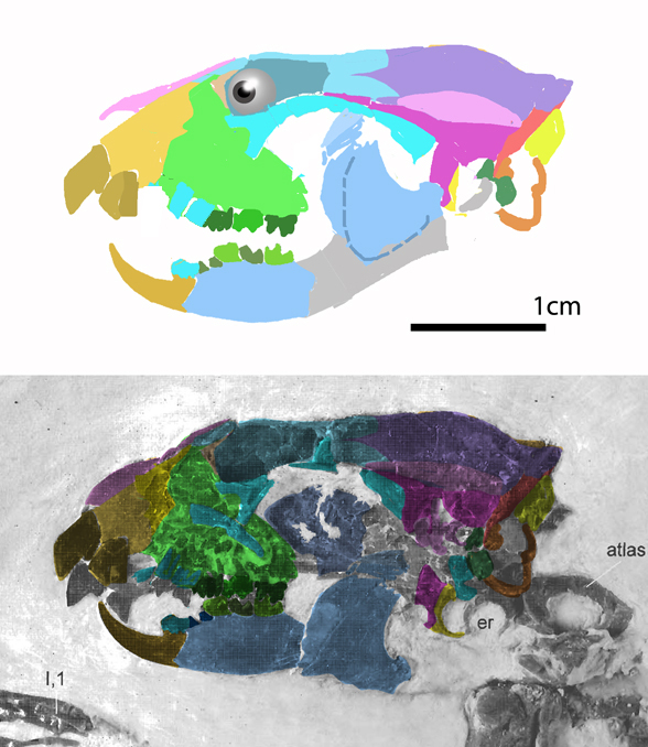 Apatemys skull