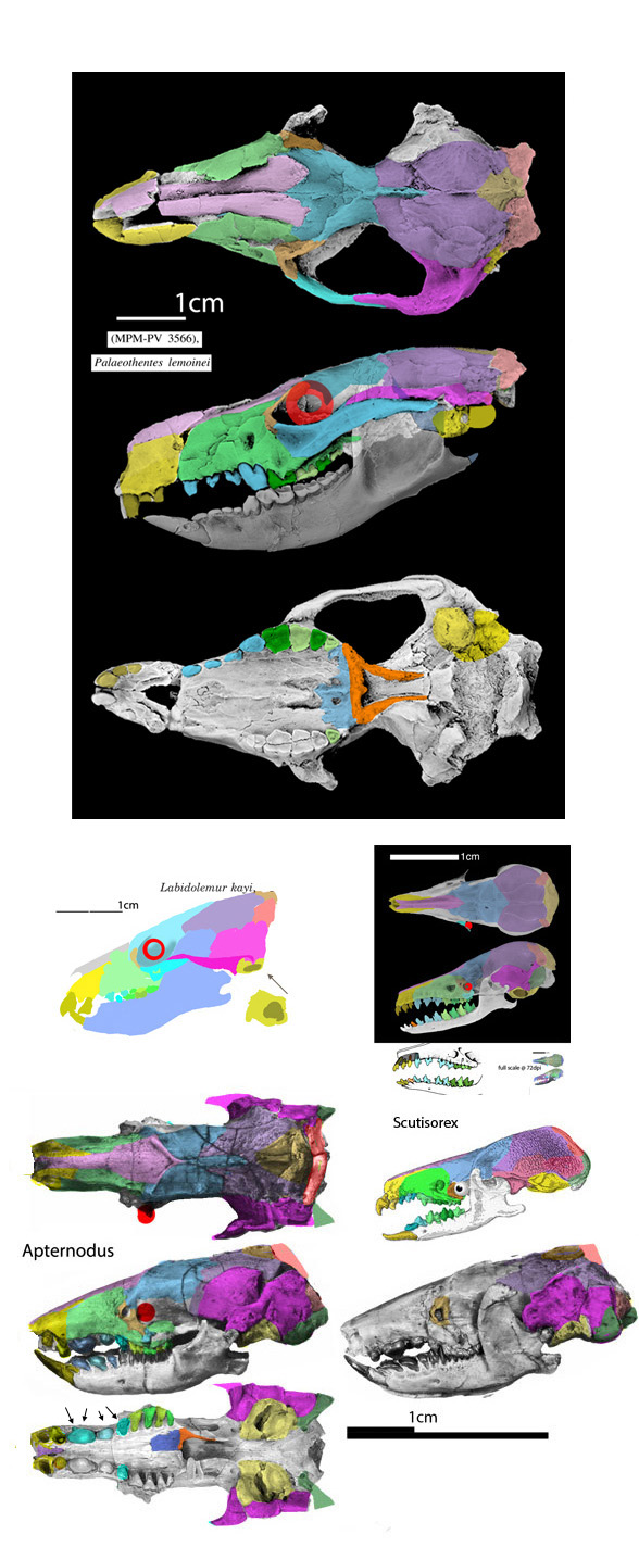 Apternodus skull