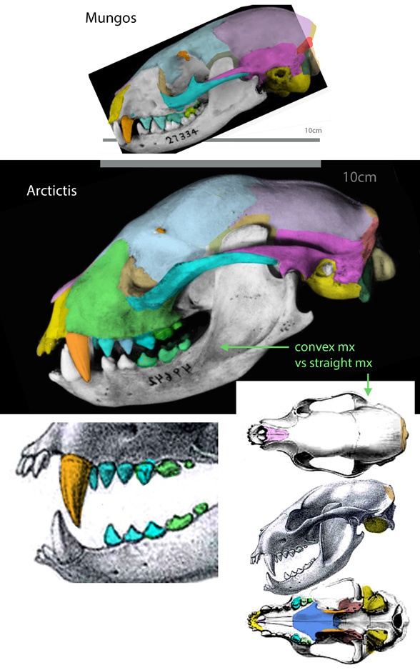 Arctictis skull