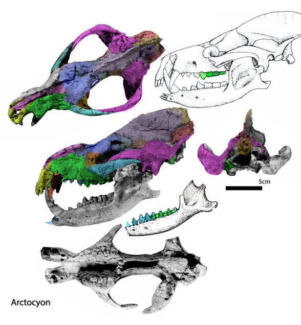 Arctocyon and Litolophus skulls