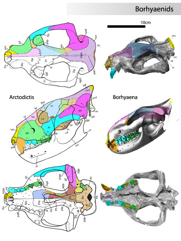 Arctodictis and Borhyaena skulls