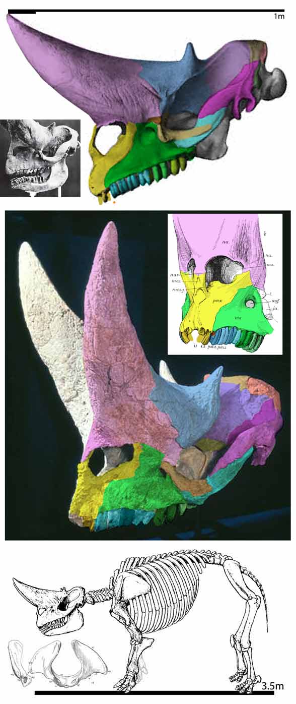 Arsinoitherium