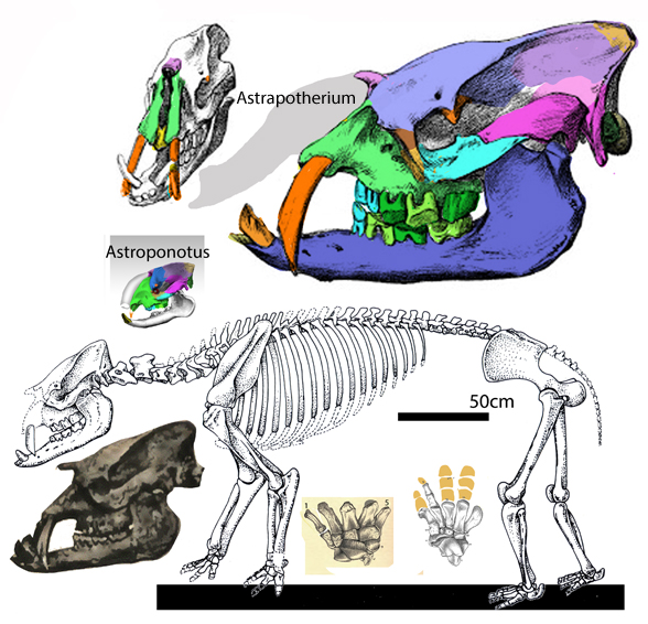 Astrapotherium