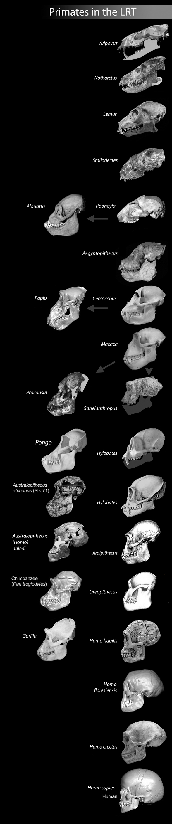 human evolution from Homo to Hylobates to Nasua