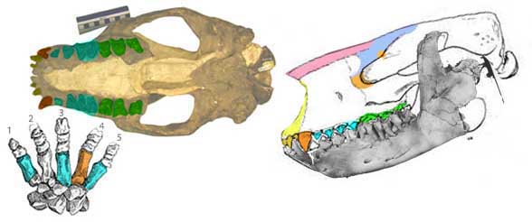 Barylambda skull