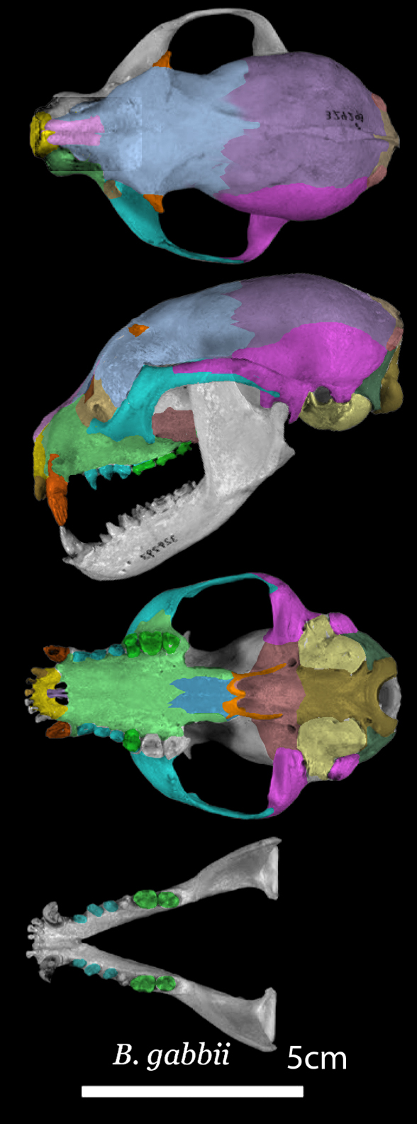 Bassaricyon skull in 3 views