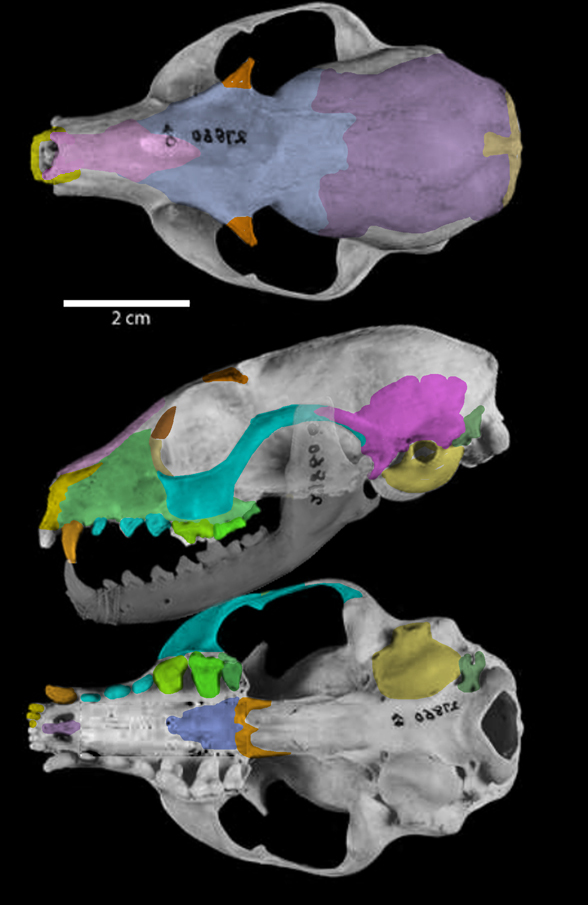 Bassariscus skull