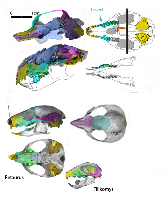 Brachyerix and Carpolestes