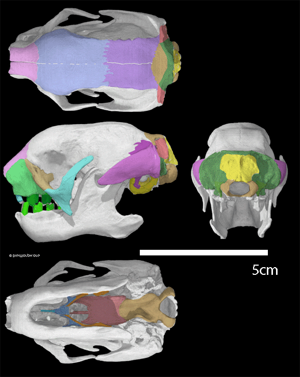 Bradypus skull