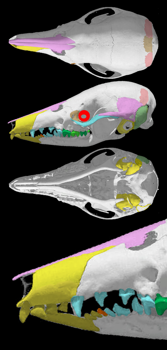 Caenolestes skull and invivo