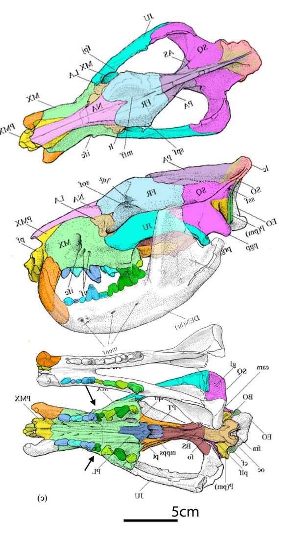 Callistoe skull