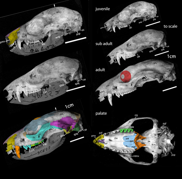 Caluromys skull lateral