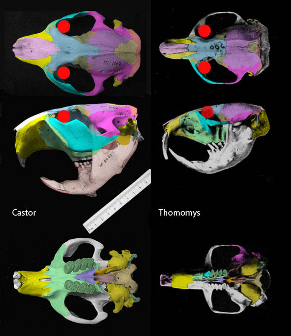 Castor Thomomys skulls