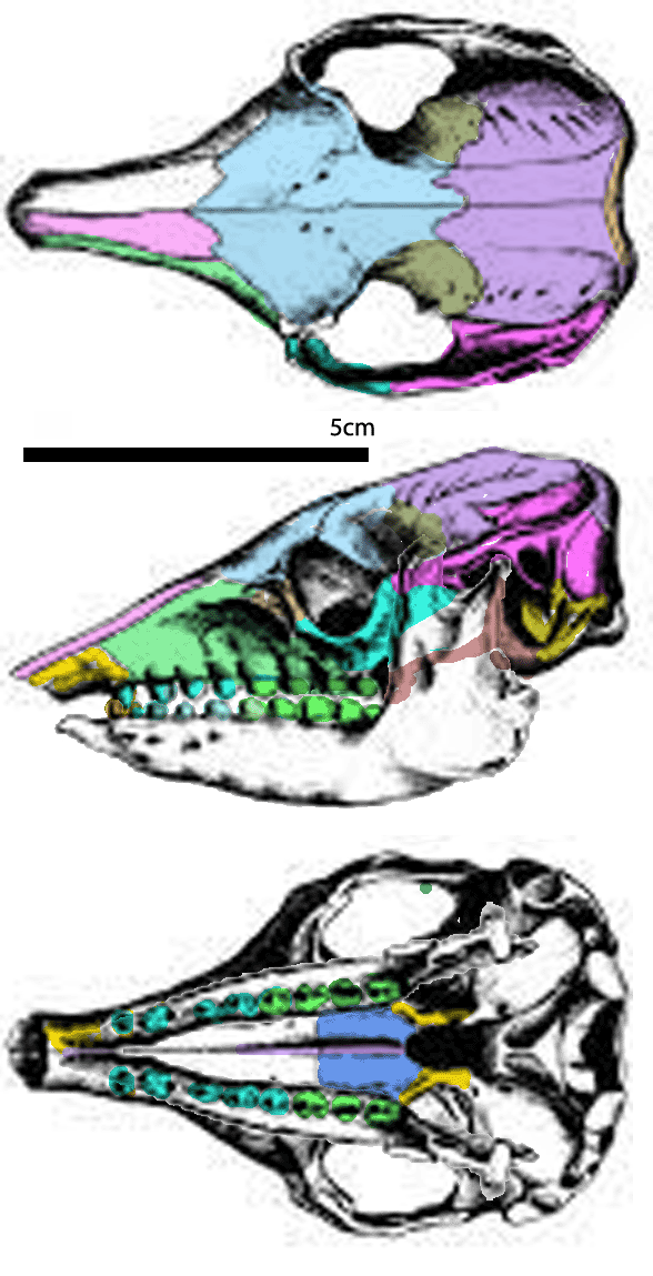 chaetophractus vellerosus skull 4 views