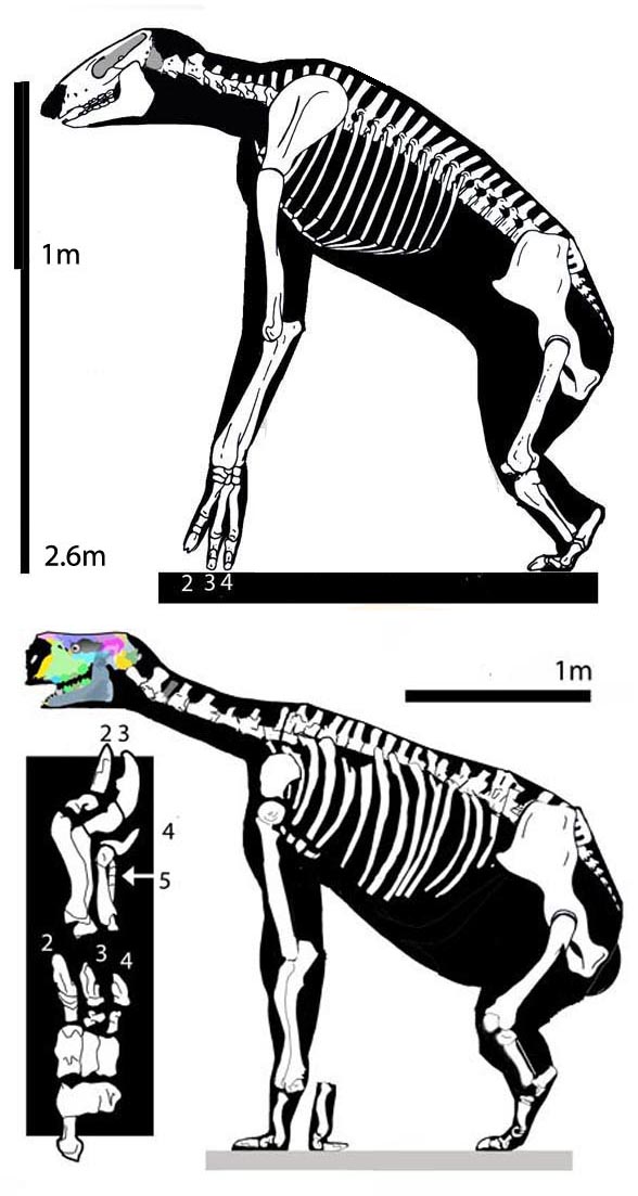 Chalicotherium