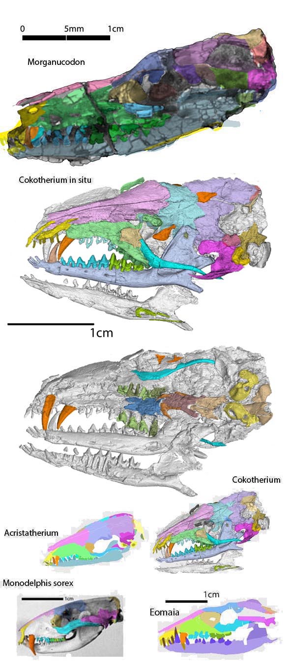 Cokotherium skull