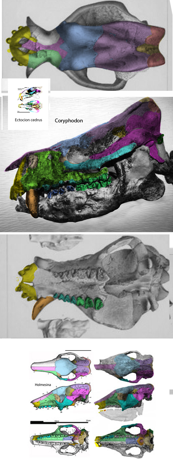 Coryphodon skull