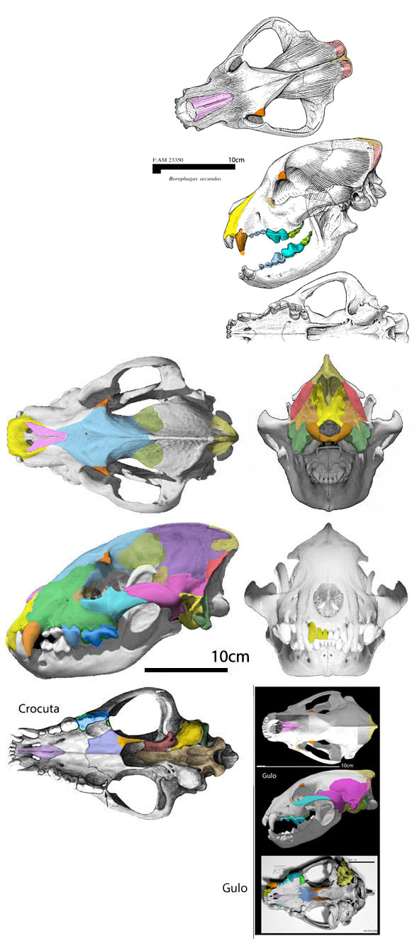 Crocuta skull 