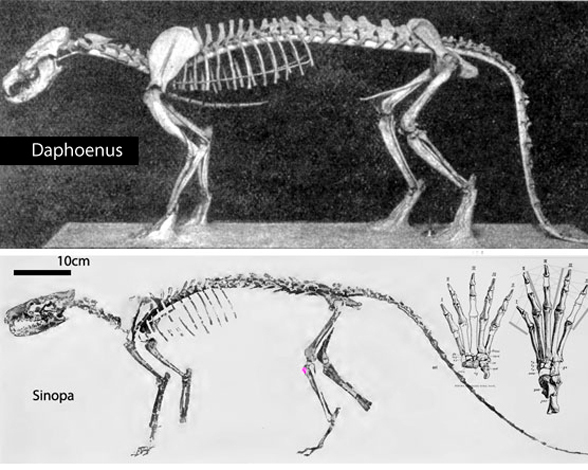 Daphoenus lateral view old shot