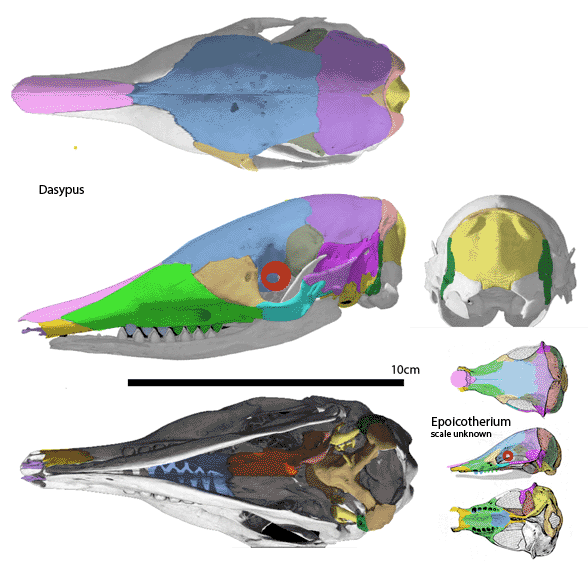 Dasypus skull