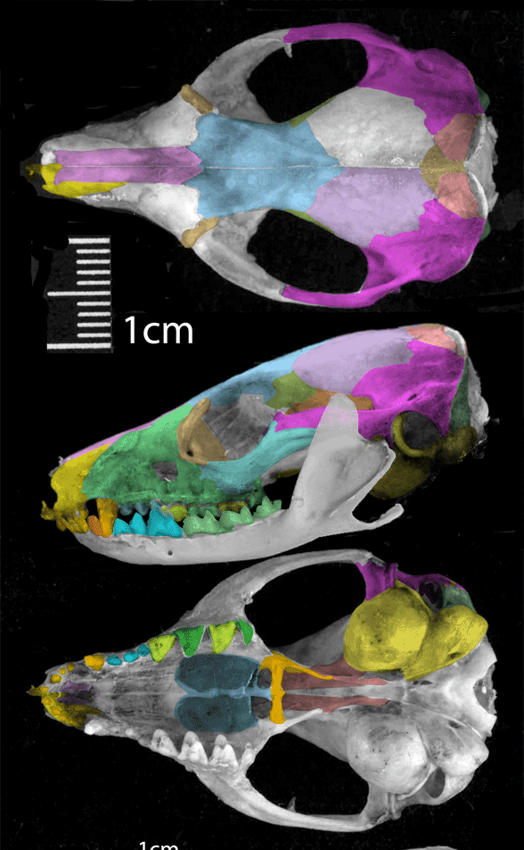 Dasyuroides skull