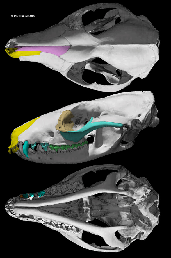 Dasyurus skull