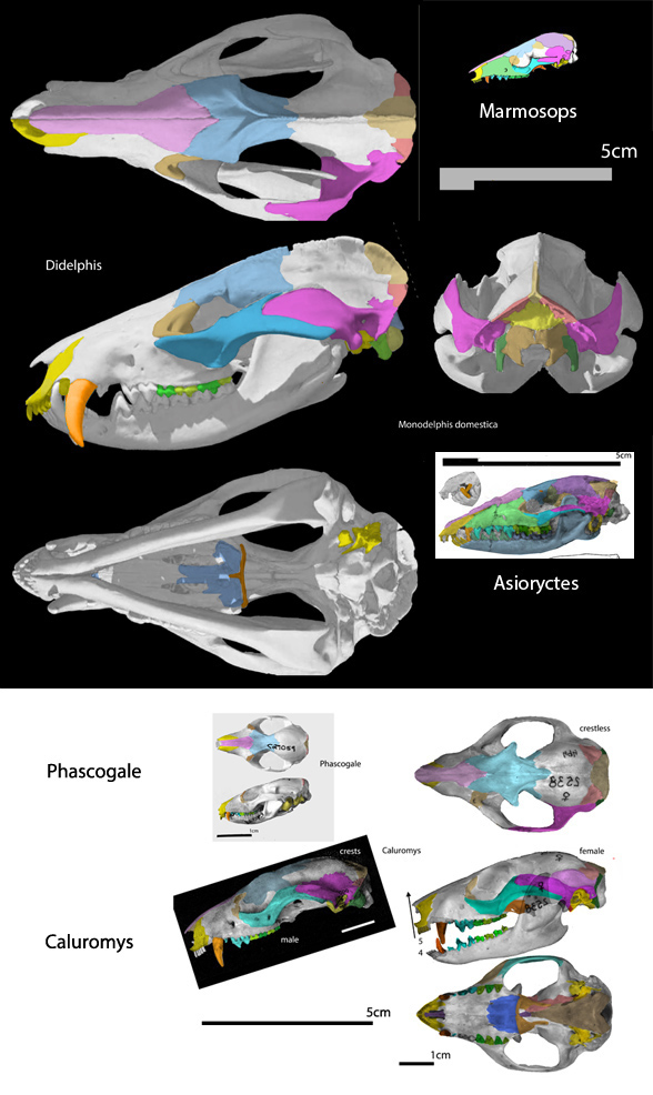 Didelphis skull