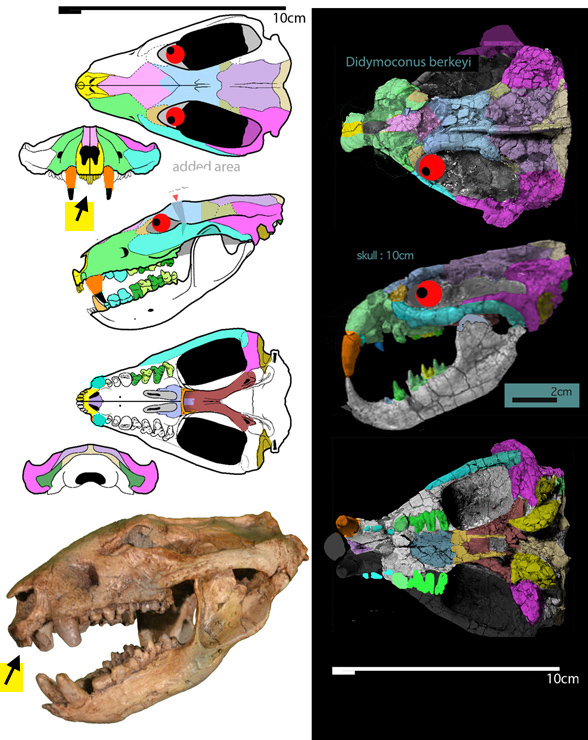 Didelphodon and Didymoconus berkeyi