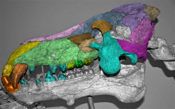 Dinohyus skull